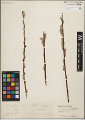 Foto von Salix iliensis Regel